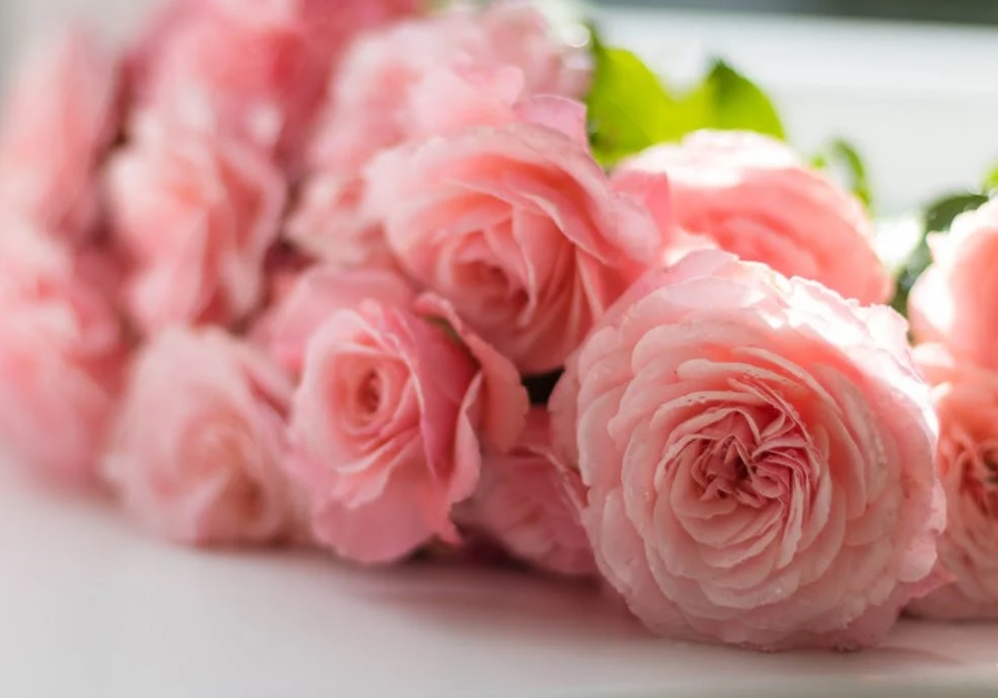 Singapore : Austin Florist 花店